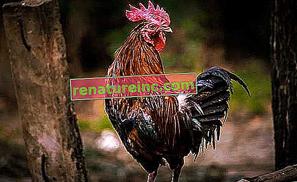 Caca de poulet contre le coronavirus