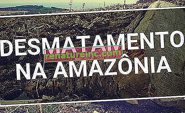 Déforestation en Amazonie