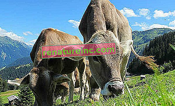 הרבה מעבר לניצול בעלי חיים: גידול בקר מקדם צריכת משאבי טבע ונזקים סביבתיים בקנה מידה סטרטוספרי