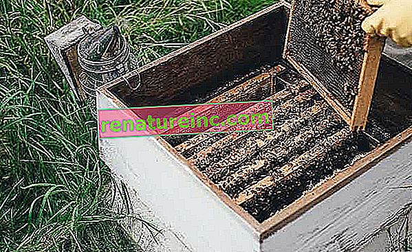 Caja de abejas