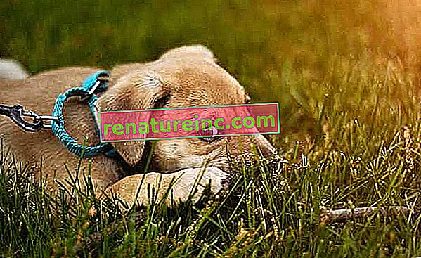 Propolis bekjemper hudsykdommer hos hunder og andre kjæledyr
