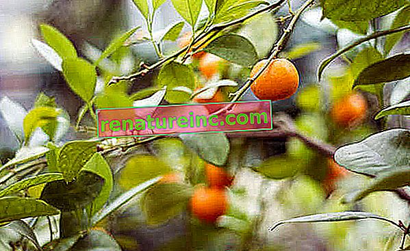 Utilisations de l'huile d'abricot et ses propriétés