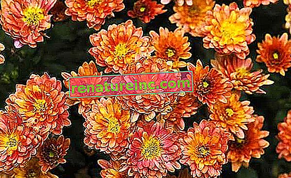 Crysanthemum morifolium