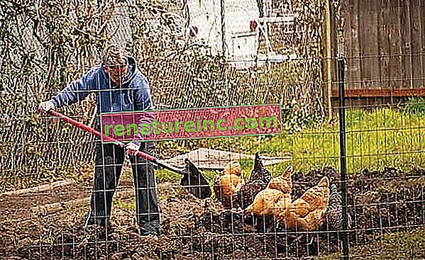 De voordelen van het fokken van kippen in uw tuin