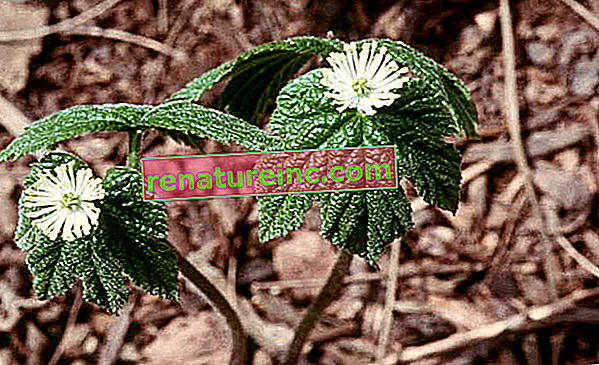La planta se puede utilizar como en la producción de remedios antifida naturales.
