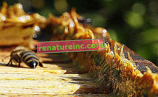 Tvar koju proizvode pčele, propolis ima nekoliko vrsta i prednosti