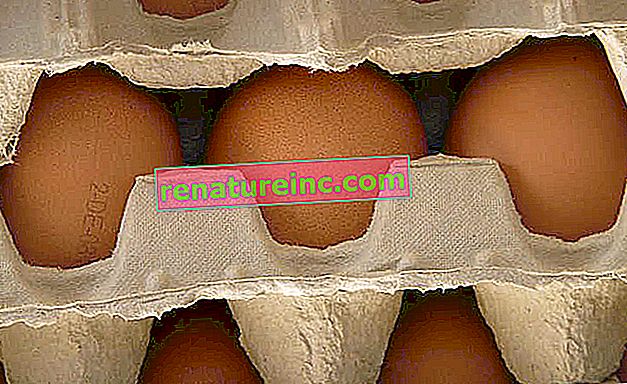 Kutija za jaja