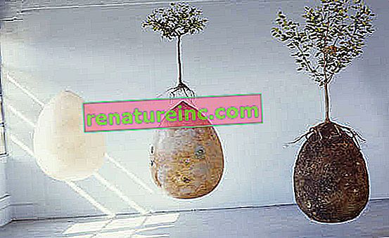 trzy etapy capsule mundi, sama kapsułka, młode drzewo sadzone nad kapsułką, a na końcu kapsułka pod najbardziej dojrzałym drzewem