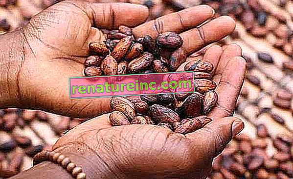 Какаови зърна