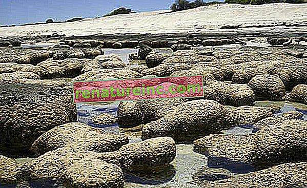 Australien: stromatoliter (mikroorganismer som lever i stenar) är två tusen till tre tusen år gamla