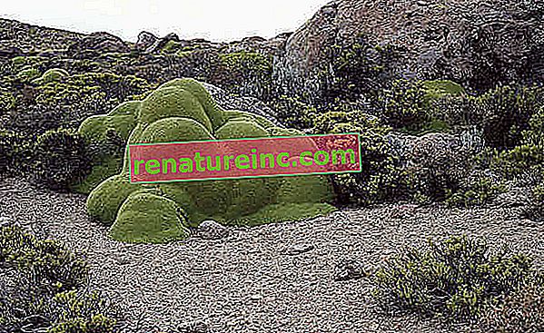 Chile: i Atacamaöknen är den kompakta Azorella-växten av familjen Apiaceae ungefär tre tusen år gammal