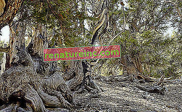 Združene države: v Kaliforniji je bristlecone bor star več kot 5000 let