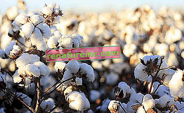 Certification BCI: une façon durable de produire du coton