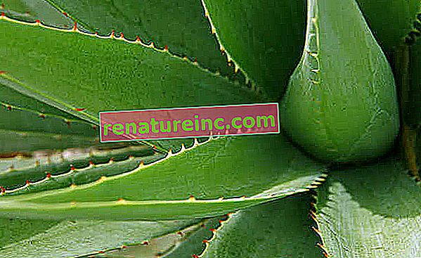 Aloe: fordeler for hud, hår og mer