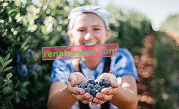 Blueberry: wat het is en voordelen