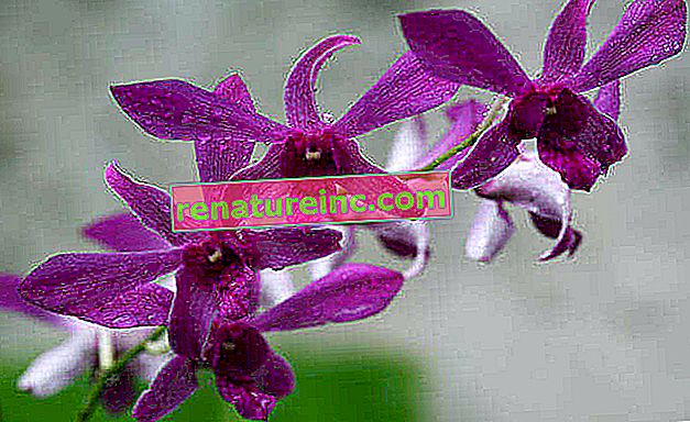Dendrobium orhideja
