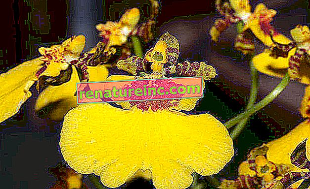 Orhideja Oncidium