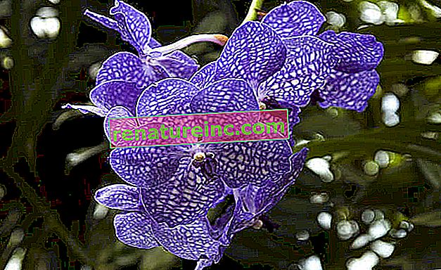 Orhideja Vanda