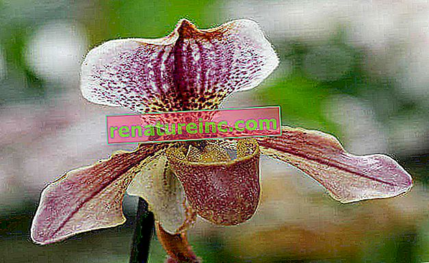 Пафиопедиум орхидея
