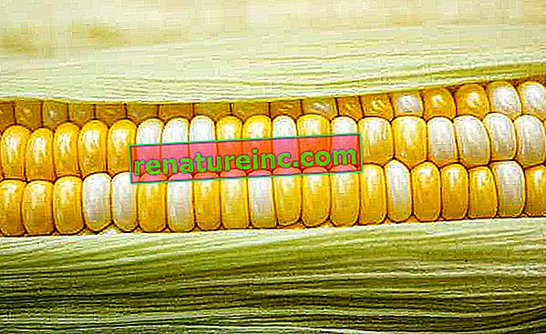 Transgénna kukurica: čo to je a škodiť