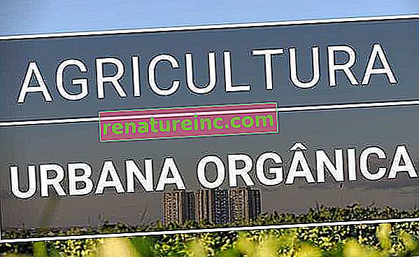 Organické mestské poľnohospodárstvo: pochopte, prečo je to dobrý nápad