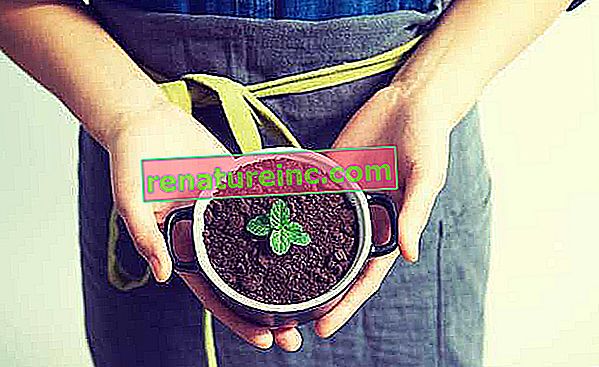 ¿Qué son los fertilizantes orgánicos, ventajas y desventajas?