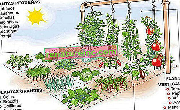 Kako narediti 1 m² zelenjavnega vrta