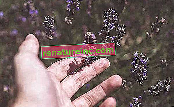 Lavendel-Aromatherapie