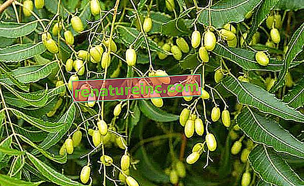 L'arbre de neem génère des produits bénéfiques