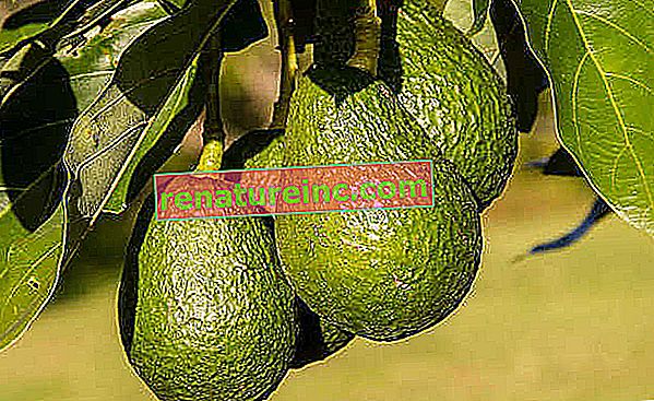 Fordelene ved avocado