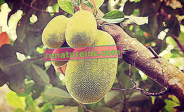 Kakšne so prednosti jackfruit?